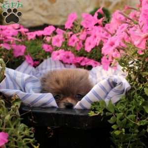 Angel, Pomeranian Puppy